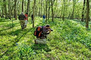 Photographing Bluebells